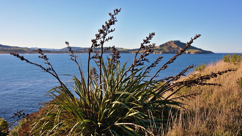 bush, bay, cornish head, karitane, new zealand, landscape, sea, waikouaiti beach, plant, 5K, tranquility, otago, coastal, huriawa peninsula, mountain