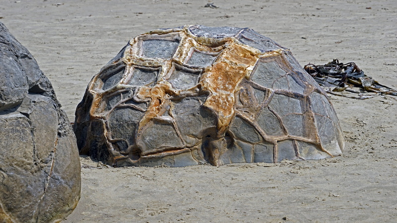 reptile, moeraki, tortoise, focus on foreground, New Zealand, zealand, outdoors, 5K, rock, animal themes, high angle view, nature, vertebrate, beach, marine