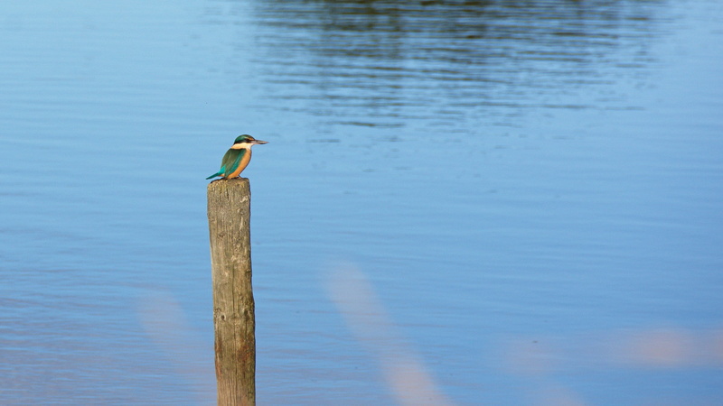 blue, kotare, wood kingfisher, toko mouth settlement rd, animal wildlife, otago, animals in the wild, wooden post, tree kingfisher, wood - material, nature