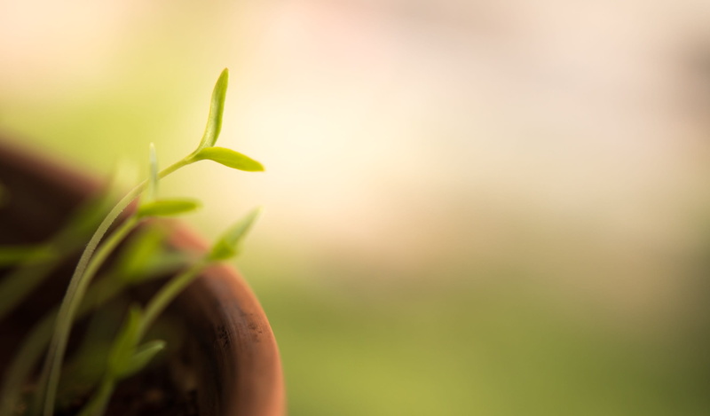 copy space, green, focus on foreground, pot, no people, outdoors, leaf, beginnings, ahead, fresh, day, land, sprouts, food, lens flare, blur, plant, selective focus