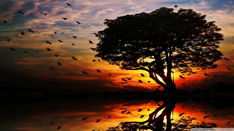 flying, sunset, 1080P, lake, reflection, birds, flock, ahead, tree, animals