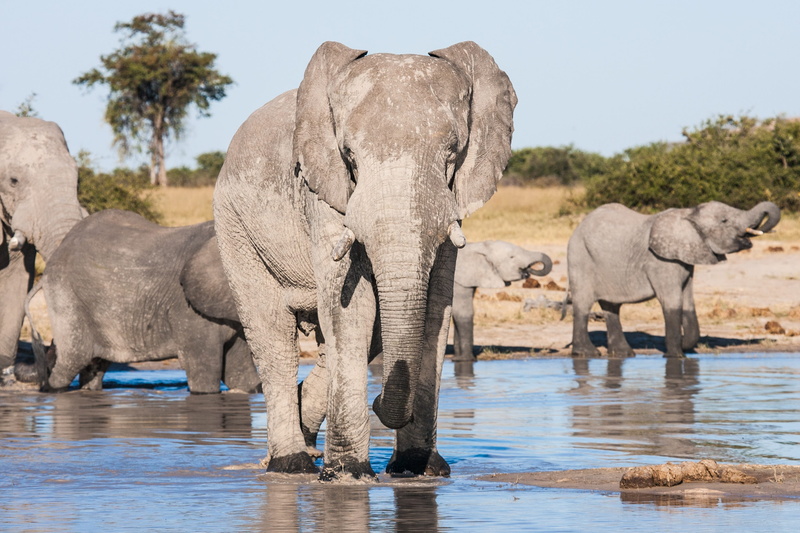 tree, ahead, safari, looking, vertebrate, african elephants drinking, elephant, mammal, day, gray, botswana, no people, matriarch, africa, group of animals