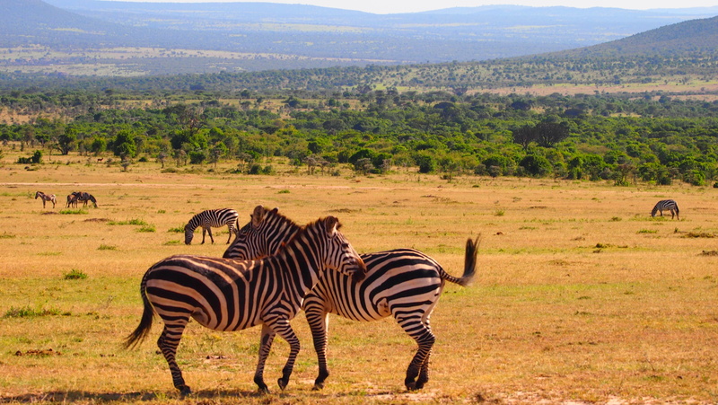 group of animals, striped, tree, wildlife, land, animal wildlife, vertebrate, herd, outdoors, field, environment, nature, zebra, animal, herbivorous, plant