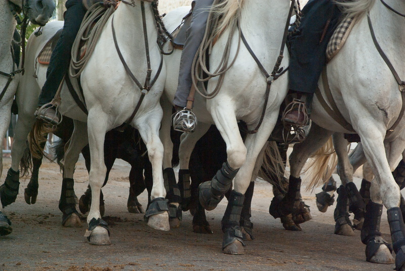 Horses, white, indoors, day, outdoors, animal themes, cultures, mammal, livestock, three, Riders, Race, horse, group of animals, riding, herbivorous, working animal