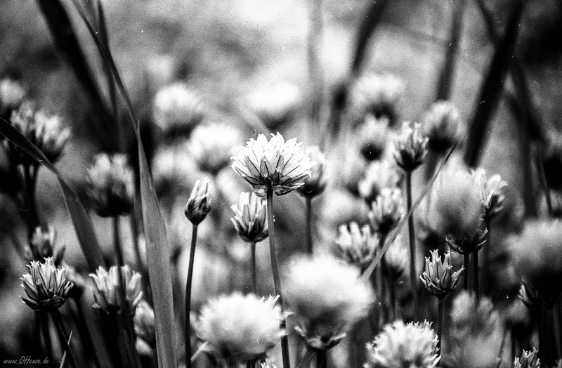 Program, nature, outdoors, Natur, plant, flower, schwarz  weiss, 5K, grayscale, black And White, analogue, AE1, schwarz-weiss, flowers, Germany, Harz