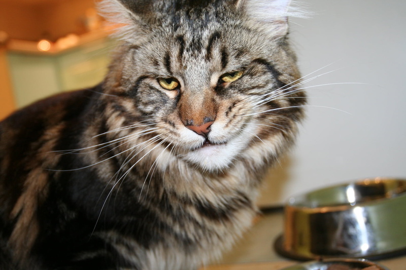 cute, animal head, one Animal, animal themes, frustration, domestic kitchen, fur, looking, tabby, domestic, cat, young Animal, whisker, face, maine coon