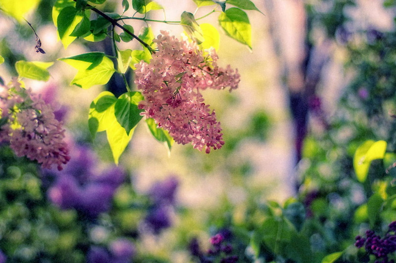 3d and abstract, 1080P, lilacs, trees, purple, amongst, pink lilacs, pink