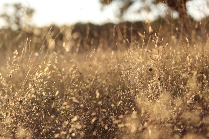 ideal, dry grass, spain, field, romantic, taken, environment, life in dom, focus on foreground, selective focus, oak, nofilters, park, yellow, blur, land