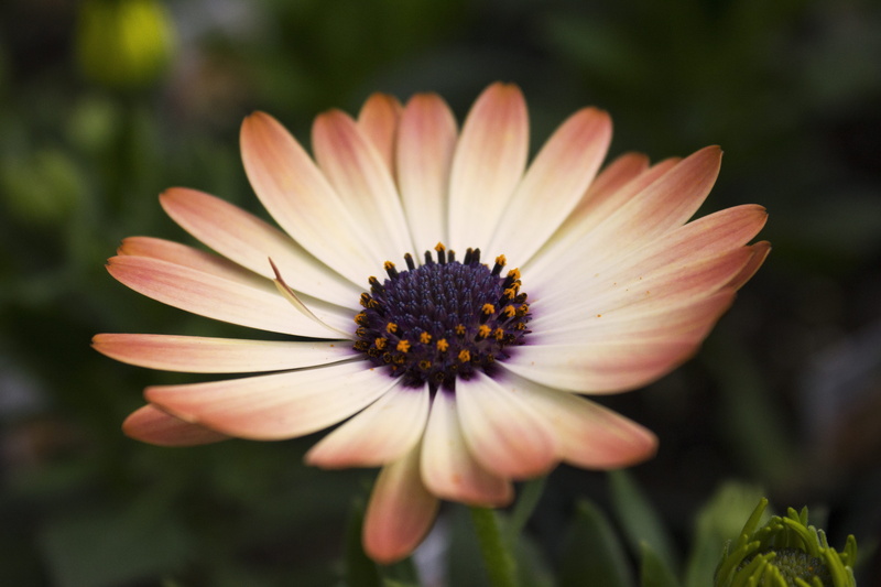 petal, floral, vulnerability, spring, pink color, perfect, gardener, colorful, peace, flowerbed, ideal, orange, blooming, 5K, purple, flower head, closeup