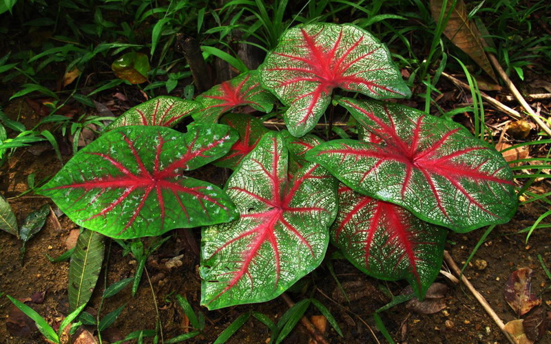 bicolor, species, green, caladium, red, 1080P, foto, wide, unique, ornamental, leaves, angel, flowers, plant, wings