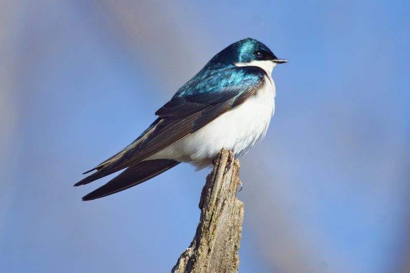 nature, feather, bird, wildlife, 4K, horicon, tip, branch, closed, animal, tree, swallow, up, Tree Swallow, tree  Swallow, Horicon Marsh, marsh, beak