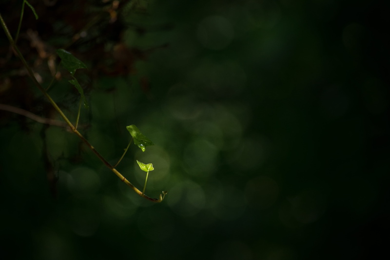 branch, photo, green, focus on foreground, beauty in nature, lens, dawn, tilt, forest, plant part, fragility, vulnerability, insect, no people, selective focus