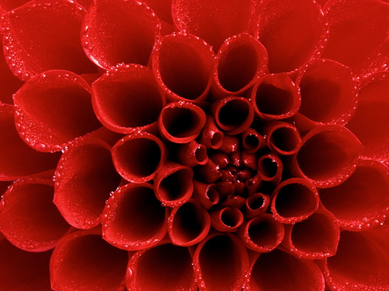 dahlia, red, dew, tipped, 720P