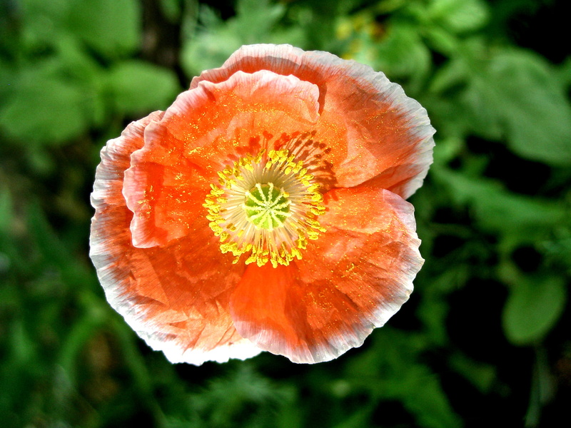 flower, freshness, white, petal, food, vulnerability, orange, 1080P, pollen, outdoors, orange poppy, plant, nature, growth, flower head, poppy, petals