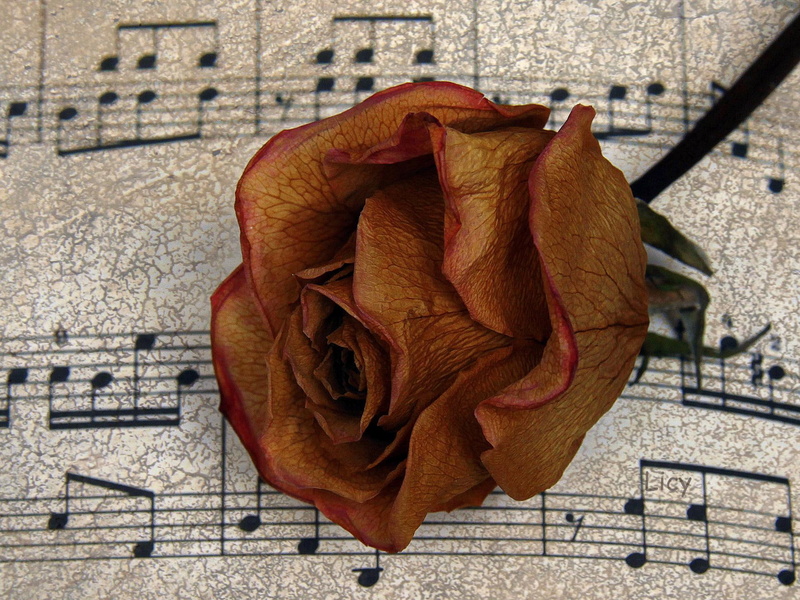 music, pentagram, 1080P, red, 3d and abstract, note, score, rose