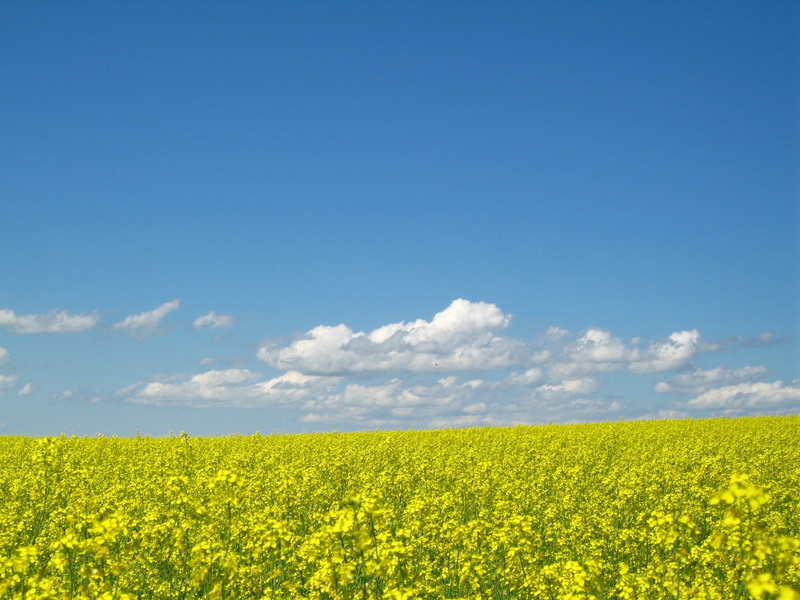 nature, 2K, yellow, landscape, outdoors, field, summer, agriculture, cloud - Sky, clouds, white clouds, Rapeseed, blue, flower, white, Fields, Canola