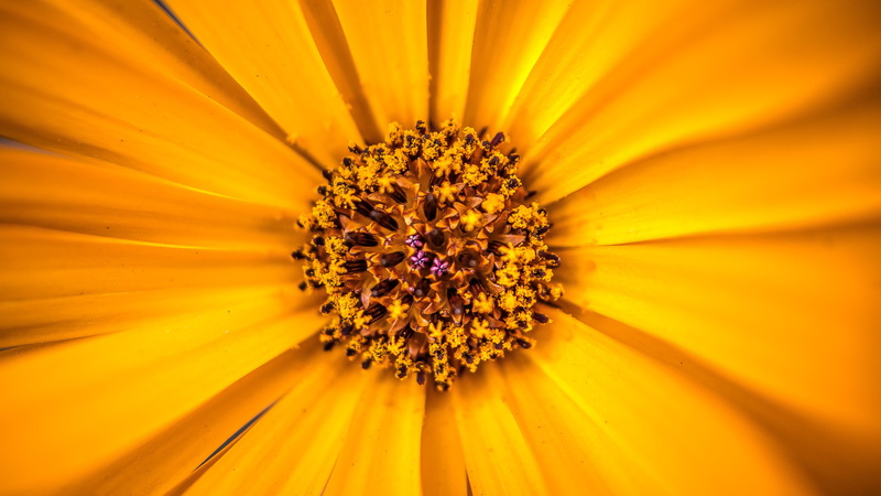 flower, flower  flower, purple, petal, daisy, close-up, nature, petaled, florets, 4K, Peek-a-boo, summer, plant, yellow, macro