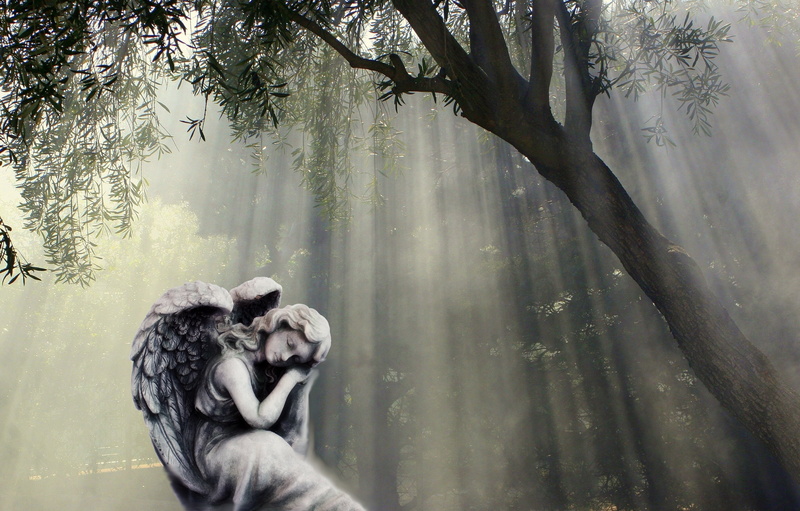 atmospheric, angel, adult, tree, angel figure, land, woodland, wing, forest, kummer, plant, day, women, lonely, thoughtful, log, light beam, men, peaceful
