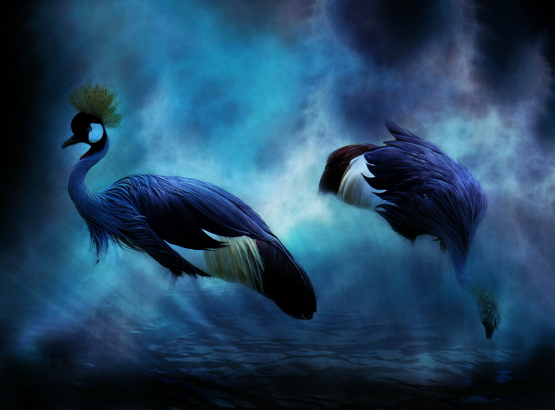 flying, animal world, decorative, textured effect, animals, vertebrate, illustration, water, purple, white, outdoors, marine, lichtspiel, animal, fog, bird