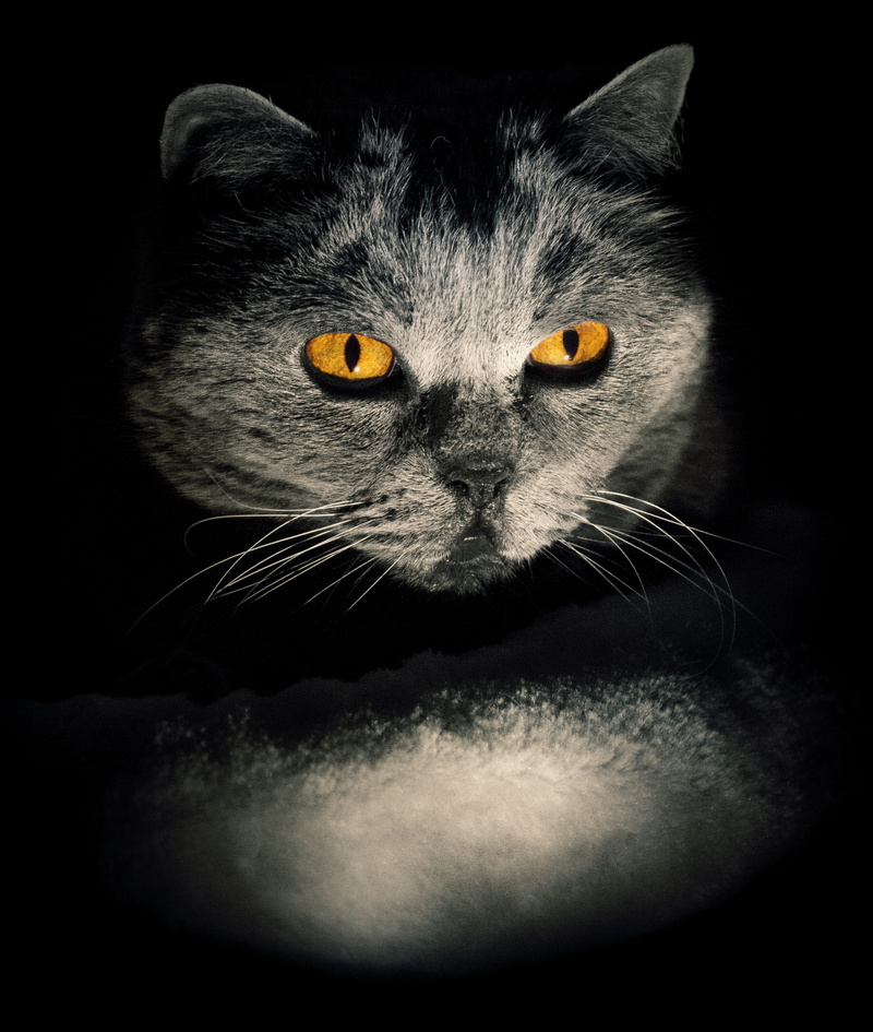 animal themes, cat, white, mammal, pets, no people, weird, black, domestic animals, yellow eyes, background, animal eye, vertebrate, domestic, close-up