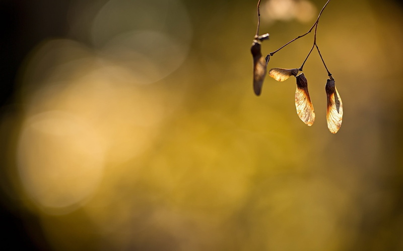 lens flare, nature, plants, 2K, animal, outdoors, sunlight, animal wildlife, plant, sunset, string, close-up, dreamcatcher, selective focus, decoration