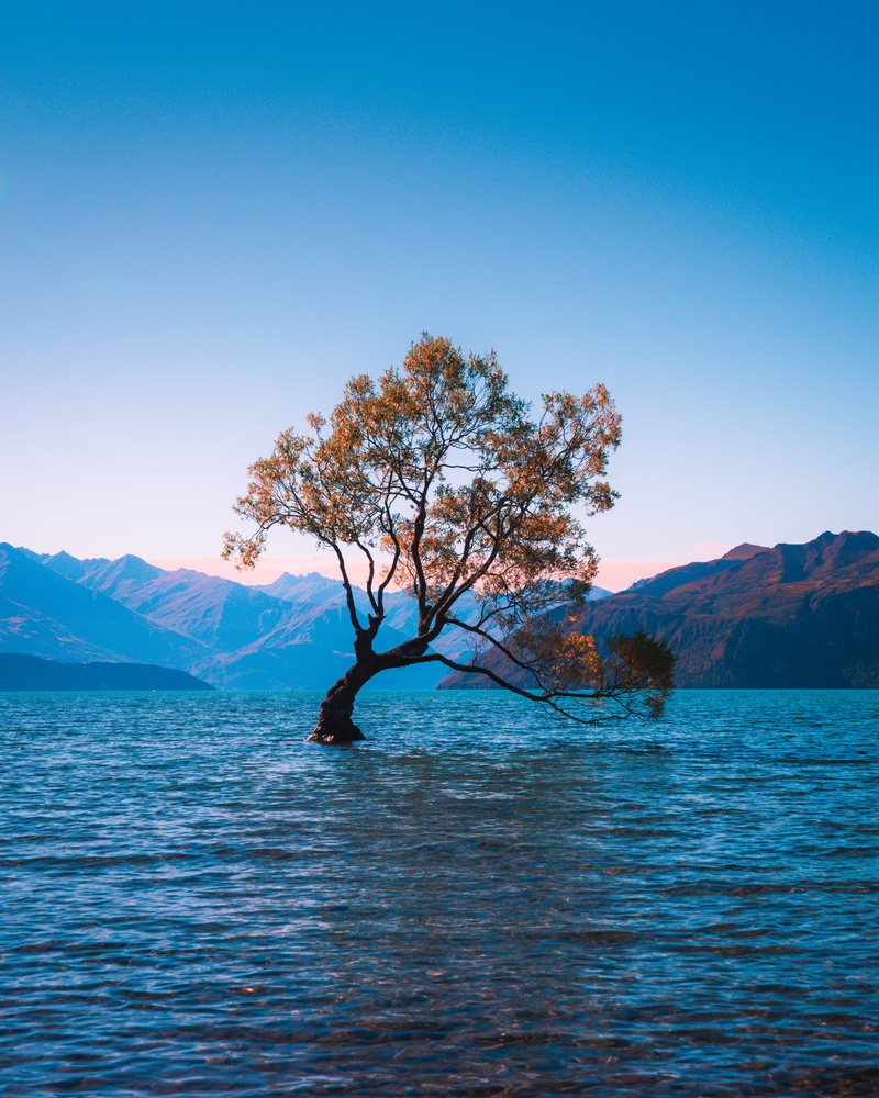 alone, brown, summer, european Alps, mountain Range, vacations, reflection, queenstown, landscape, day, travel Destinations, coast, wanaka tree, leaves