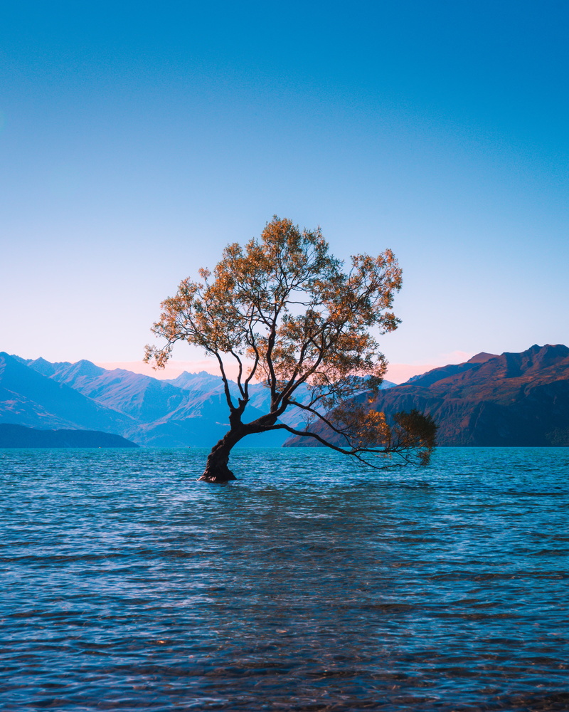 4K, scenics - nature, beauty in nature, tranquility, ree, plant, outdoors, water, mountain, new zealand, lonely, wanaka, environment, blue, land, tranquil scene