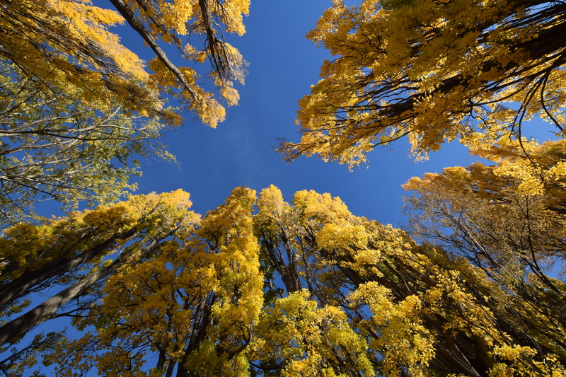 low angle view, growth, plant, change, tree canopy, autumn, beauty in nature, no people, sky, wanaka, day, branch, forest, 5K, new zealand, trees, pine tree