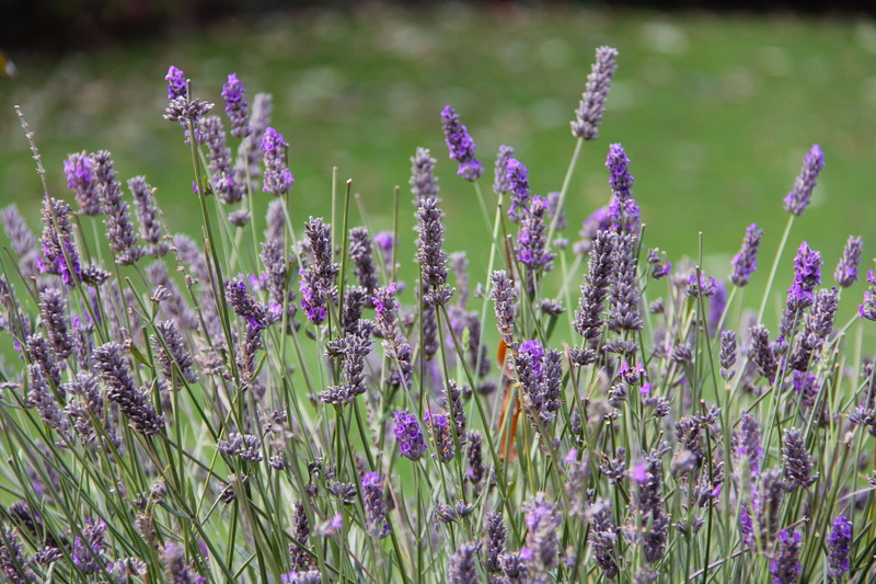 new zealand, freshness, focus on foreground, beauty, lavender, nature, no people, enchanting, tranquility, fragility, farm, close-up, outdoors, springtime