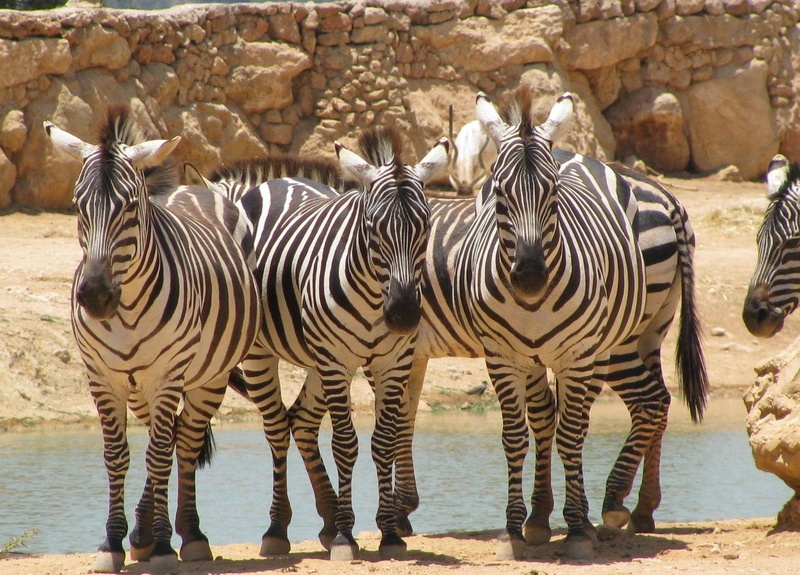 animal wildlife, Front, zeal, animals in the wild, drinking, species, water, herbivore, safari, herd, zebras, Mammal, standing, 720P, nature, Animal, animal markings