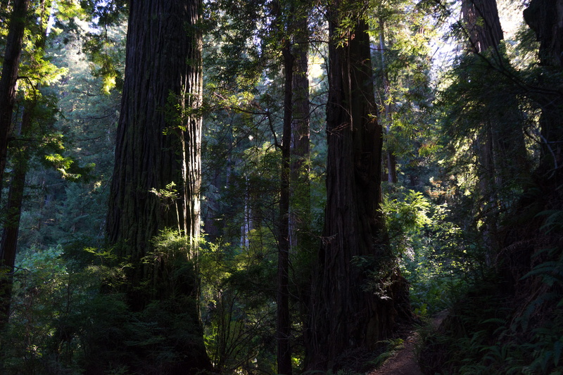 nature, advantage, trunk, redwoods, tranquility, redwood national and state parks, 5K, scenics - nature, united states, california, sunlight, plant, outdoors