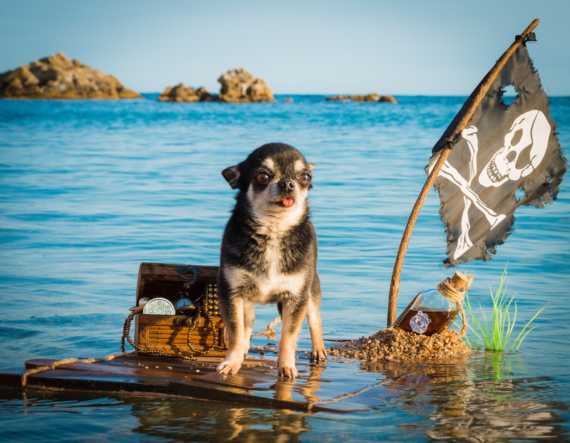 sea, Jolly Roger, doggie, flag, Chihuahua, swimming, the raft, dog, chest, pirate, 2K, captain, bottle, treasures