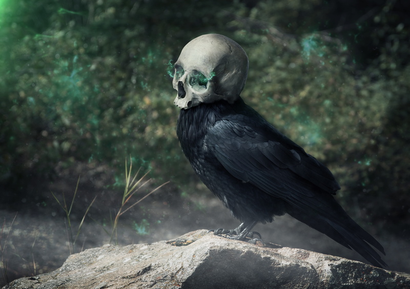 animal world, creepy, animal themes, horror, light, crow, perching, gloomy, dark, birds, day, rock - object, animal wildlife, focus on foreground, fantasy