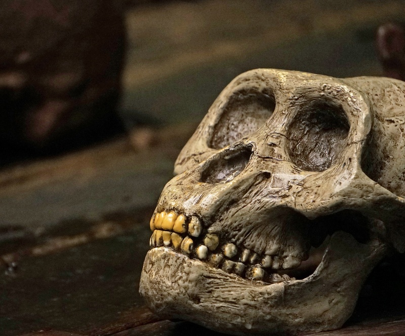 focus on foreground, human skeleton, history, people, human skull, animal skull, human bone, still life, monkey, human body part, the past, skull, animal body part
