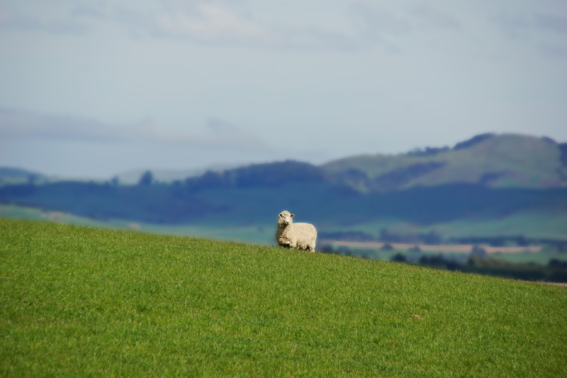 vertebrate, newzealand, mammal, pets, no people, beauty in nature, day, one animal, domestic animals, environment, animal, grass, green color, field, landscape