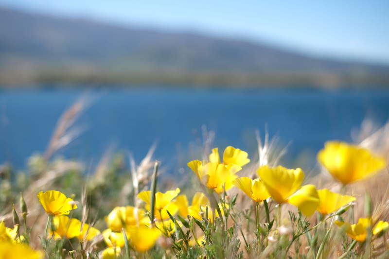 landscape, lake pukaki, selective focus, flower, newzealand, vulnerability, nature, travel, water, 5K, growth, springtime, yellow, land, field, close-up