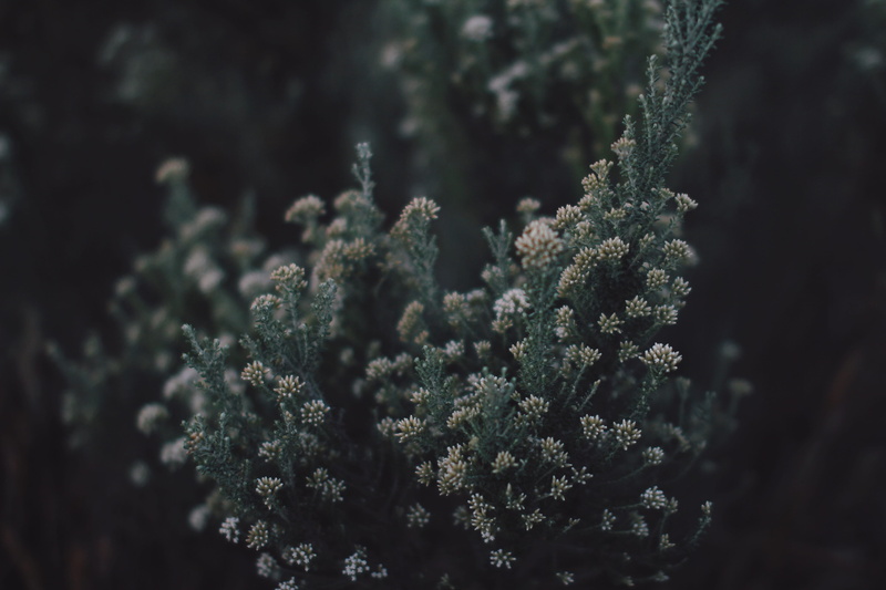 flowers, beach, close-up, growth, green color, healthcare and medicine, vulnerability, lichen, branch, tranquility, bush, nelsoncity, flower, newzealand