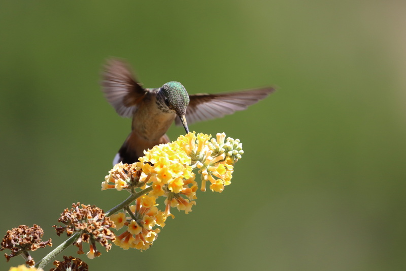 pollination, no people, feeding, wildlife, animal wildlife, flight, vulnerability, springtime, 12b camino barranca, bird, hover, one animal, animal, close-up