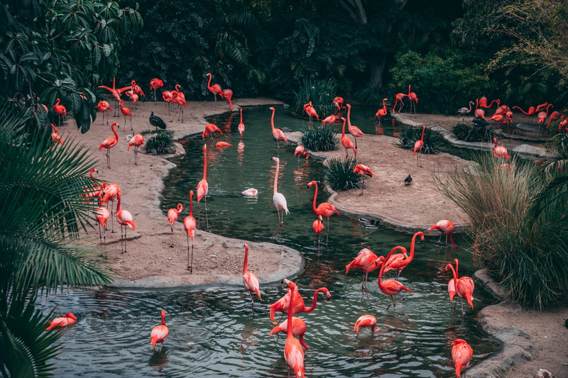 water, zoo, green, beauty, day, tree, long legs, wildlife, pond, high angle view, birdlife, flamingo, red, wood, swimming, lake, flock, plant, wild, vertebrate