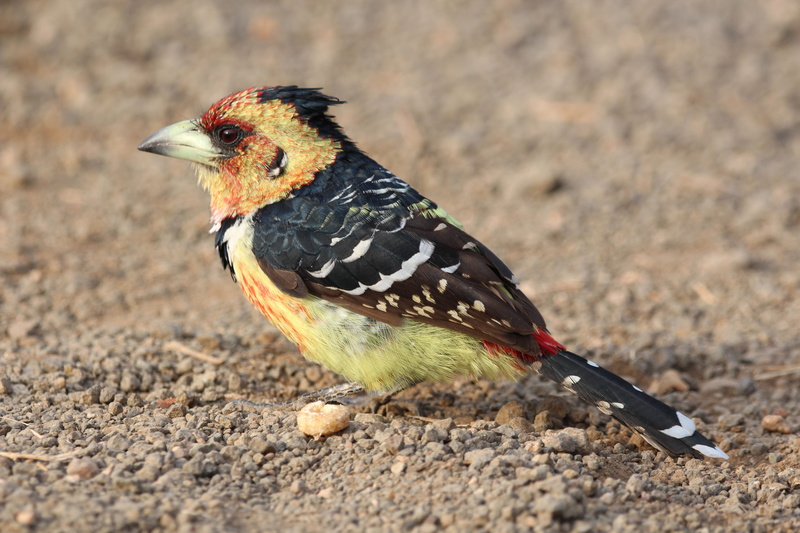 looking, safari, animals in the wild, 5K, day, africa, no people, ornithology, focus on foreground, birdlife, looking away, bird, eating, animal wildlife