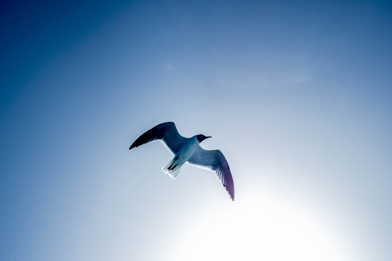 beach, birdlife, clear sky, seagull, sun, day, gull, blue sky, motion, flying, animal wildlife, spread wings, animal themes, nature, beak, black, flight