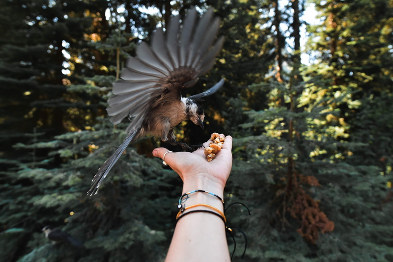 nature, pnw, day, outdoors, animals in the wild, one animal, human body part, leisure activity, food, tree, bird, finger, flight, wing, 4K, fly, body part