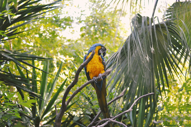 animal themes, outdoors, albufeira, day, animal, flora, one animal, parrot, animals in the wild, portugal, jungle, green color, palm leaf, focus on foreground