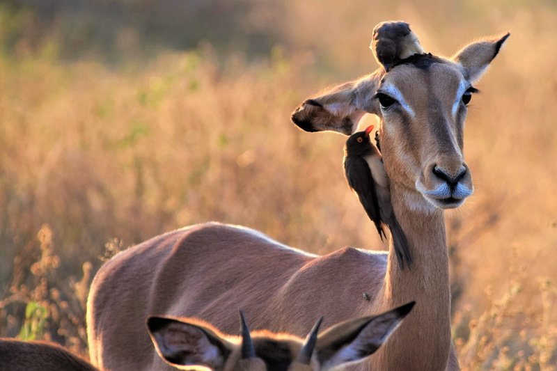 friends, animal wildlife, looking at camera, relaxed, 4K, focus on foreground, grooming, portrait, nature, animals in the wild, safari, bird, wild, domestic animals