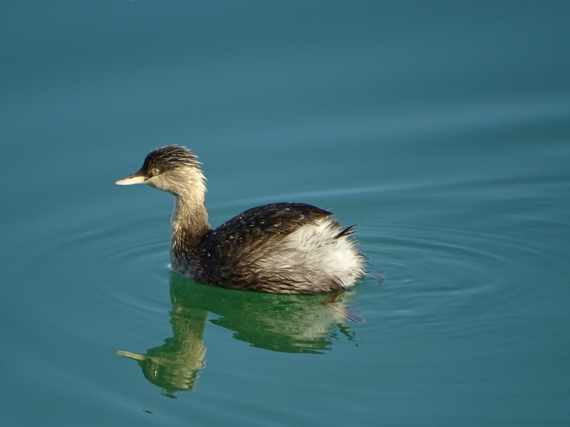 swimming, bird, no people, animals in the wild, birdlife, duck, reflection, nature, australia, wildlife, close-up, australasian grebe, outdoors, poultry