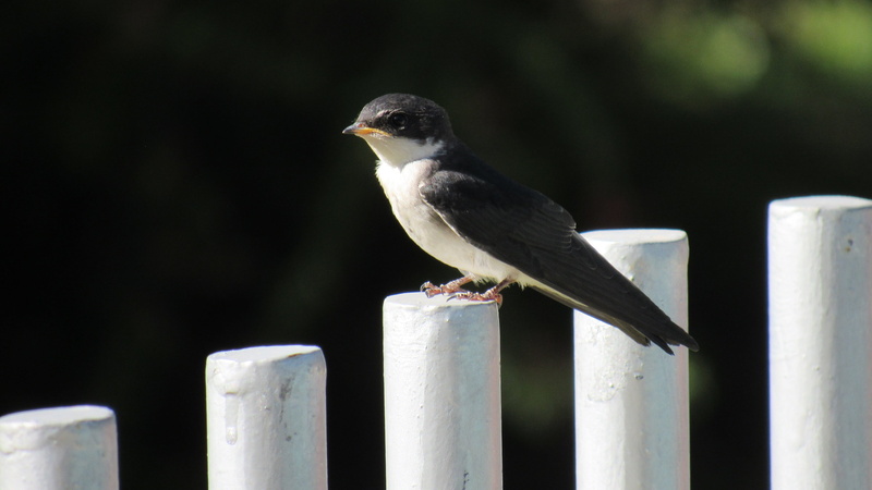 focus on foreground, animal themes, wooden post, golondrina chilena, wild, animal, railing, beautiful, chile, post, outdoors, fly, one animal, vertebrate