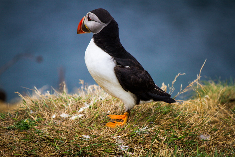 sea, cliff, birdlife, black Color, bird Watching, feather, multicolour, wing, faroe Islands, close-up, multicolor, nature, iceland, beach, bird, puffin