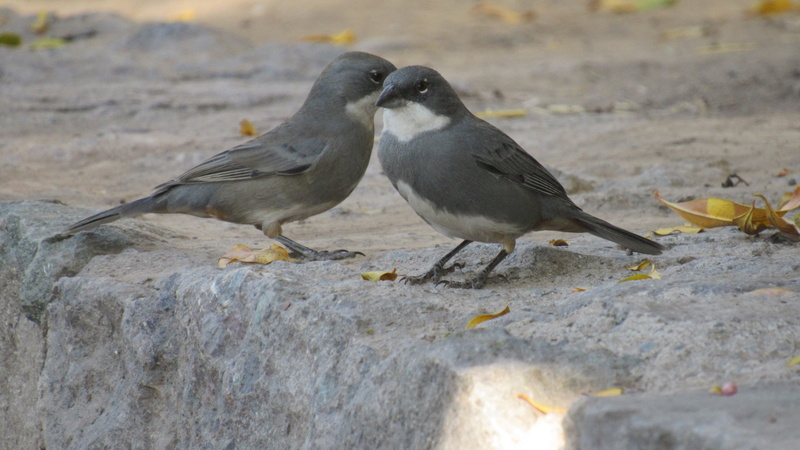 animal, wild, diuca, ave, food, plumage, pen, biodiversity, outdoors, vertebrate, flying, group of animals, perching, chile, grey, animal wildlife, life