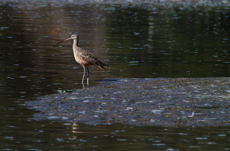 water bird, outdoors, wildlife, standing, ocean, perching, birdlife, california, marsh, estuary, shallow, waterfront, water, lake, marsh bird, day, nature