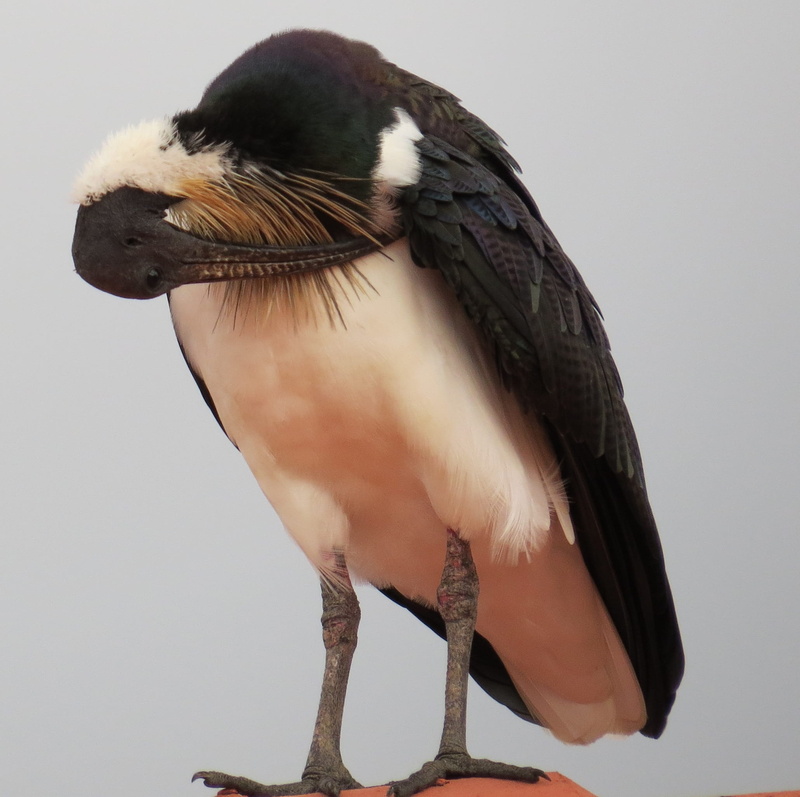 1080P, no people, bill, indoors, beak, bird, birdlife, perching, australia, threskiornis spinicollis, threskiornithidae, feather, vertebrate, glossy, animal wildlife